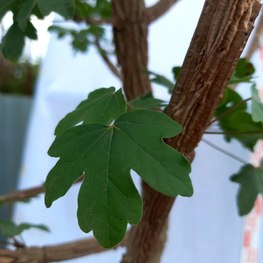 Клён полевой Ацер кампестре (Acer campestre)