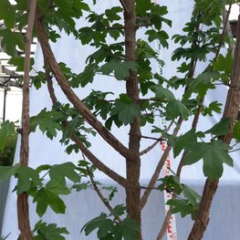 Клён полевой Ацер кампестре (Acer campestre)