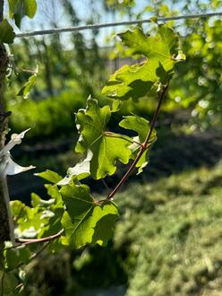 Клён полевой Ацер кампестре (Acer campestre)