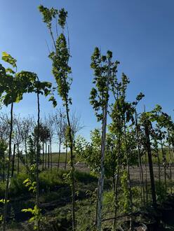 Клён полевой Ацер кампестре (Acer campestre)