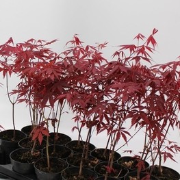 Клен пальмолистный Атропурпуреум (Atropurpureum)