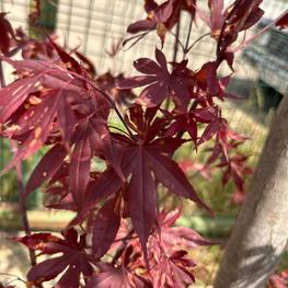 Клен пальмолистный Атропурпуреум (Atropurpureum)