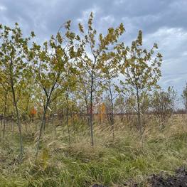 Клен серебристый сахаристый Пирамидалис (Pyramidale)