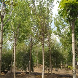 Клен серебристый сахаристый Пирамидалис (Pyramidale)