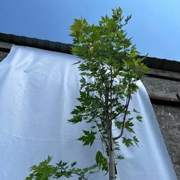 Клен серебристый сахаристый Пирамидалис (Pyramidale)