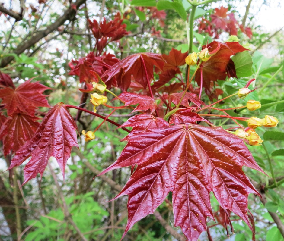 Клен остролистный Шведлера (Schwedleri)