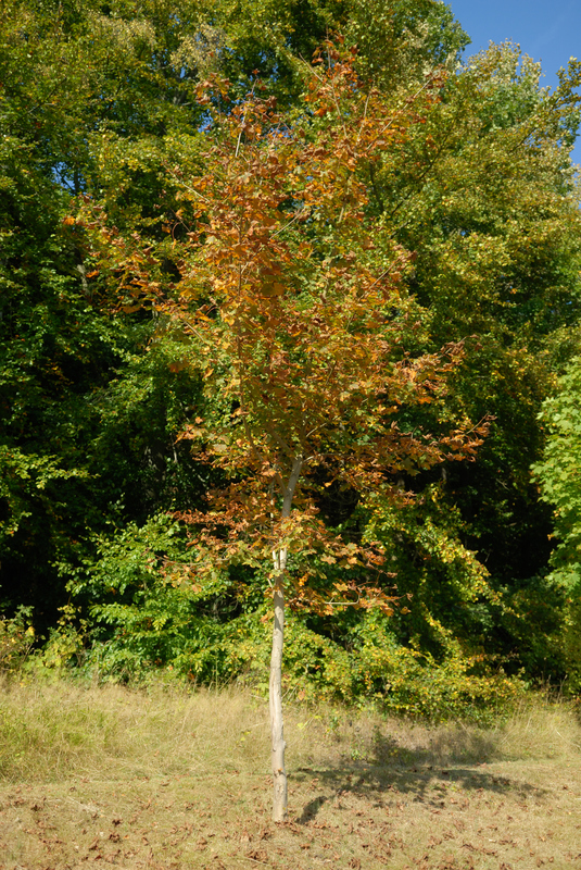 Клен остролистный Шведлера (Schwedleri)