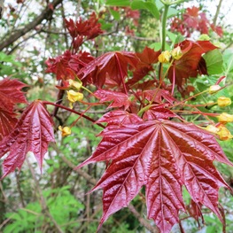 Клен остролистный Шведлера (Schwedleri)