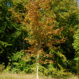 Клен остролистный Шведлера (Schwedleri)