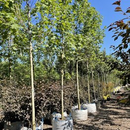 Клен остролистный Кливленд (Cleveland)