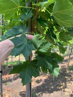 Клен остролистный Кливленд (Cleveland)