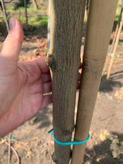 Клен остролистный Кливленд (Cleveland)