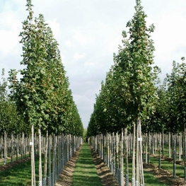 Клён остролистный Колумнаре (Columnare)