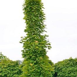 Клён остролистный Колумнаре (Columnare)