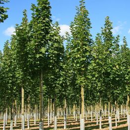 Клён остролистный Колумнаре (Columnare)