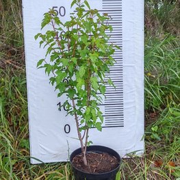 Клен Гиннала (Ginnala)