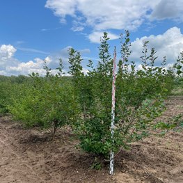 Клен Гиннала (Ginnala)