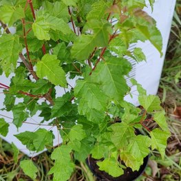 Клен Гиннала (Ginnala)