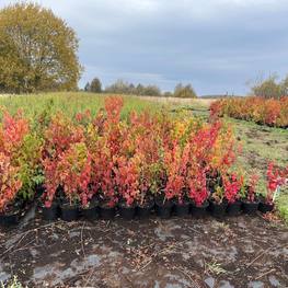 Клен Гиннала (Ginnala)