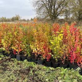 Клен Гиннала (Ginnala)