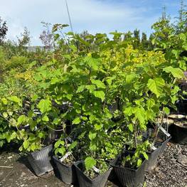 Клен Гиннала (Ginnala)