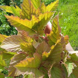 Клен Гиннала (Ginnala)