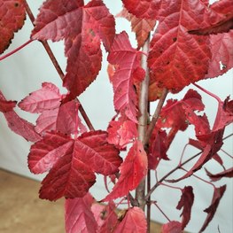 Клен Гиннала (Ginnala)