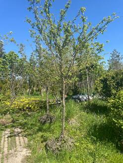 Клен Гиннала (Ginnala)