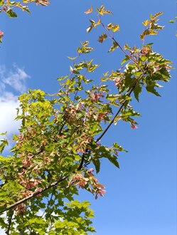 Клен Гиннала (Ginnala)