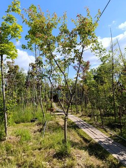 Клен Гиннала (Ginnala)