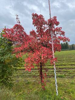 Клен Гиннала (Ginnala)