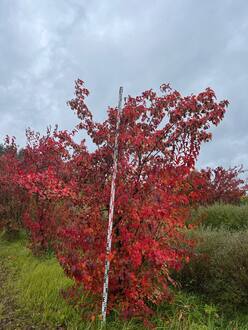 Клен Гиннала (Ginnala)