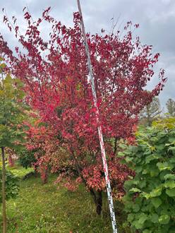 Клен Гиннала (Ginnala)