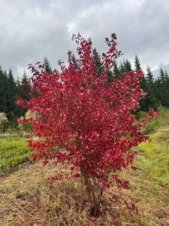 Клен Гиннала (Ginnala)