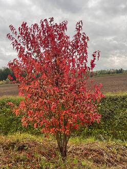 Клен Гиннала (Ginnala)