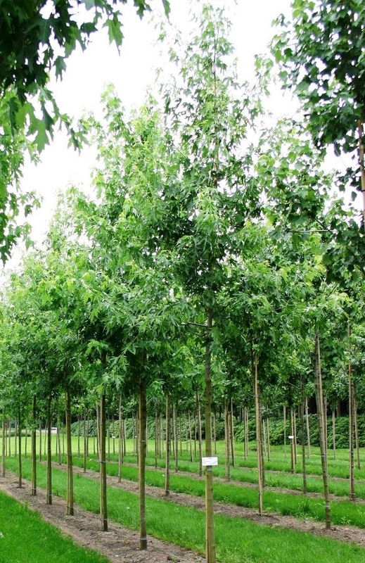 Клен сахаристый Лациниатум Виери (Laciniatum Wieri)