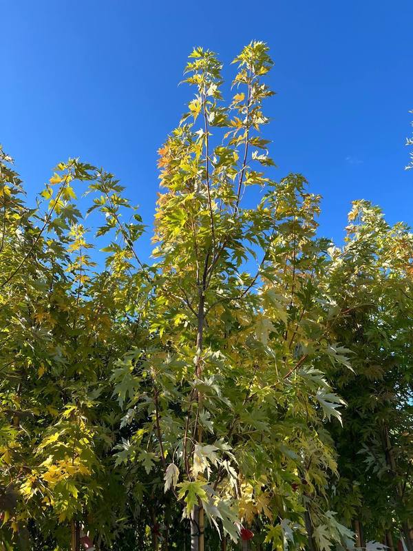 Клен сахаристый Лациниатум Виери (Laciniatum Wieri)