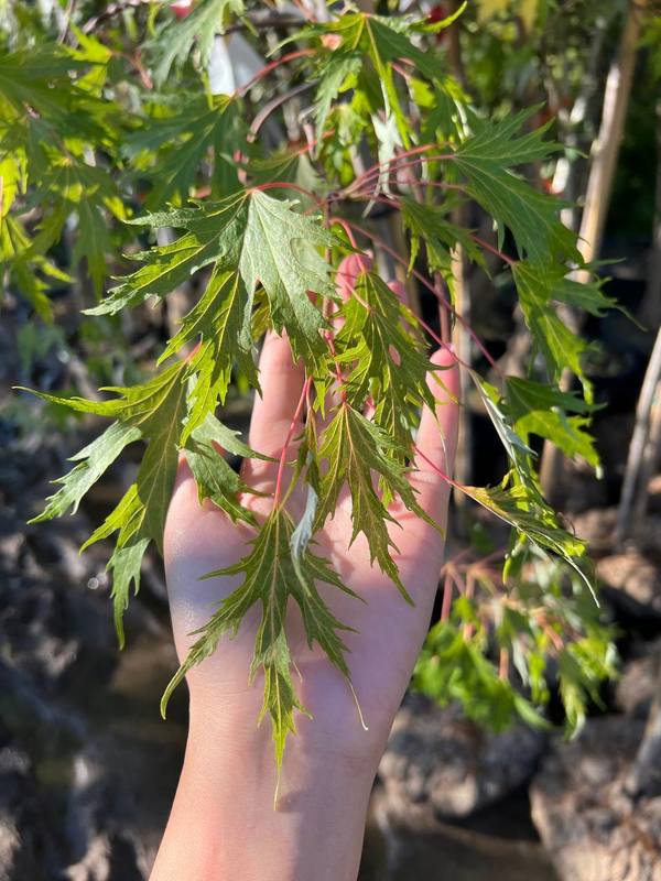 Клен сахаристый Лациниатум Виери (Laciniatum Wieri)