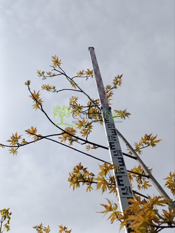 Клен сахаристый Лациниатум Виери (Laciniatum Wieri)