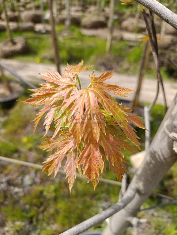 Клен сахаристый Лациниатум Виери (Laciniatum Wieri)