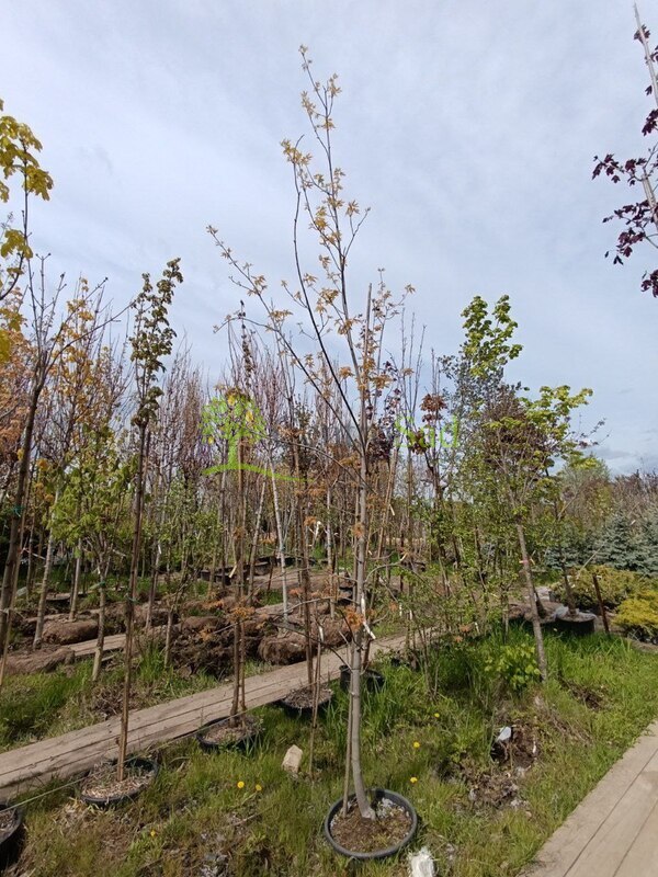 Клен сахаристый Лациниатум Виери (Laciniatum Wieri)