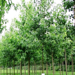 Клен сахаристый Лациниатум Виери (Laciniatum Wieri)