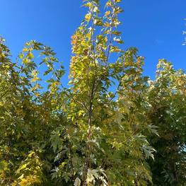 Клен сахаристый Лациниатум Виери (Laciniatum Wieri)