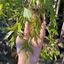 Клен сахаристый Лациниатум Виери (Laciniatum Wieri)