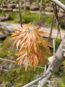Клен сахаристый Лациниатум Виери (Laciniatum Wieri)