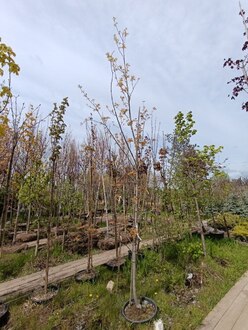 Клен сахаристый Лациниатум Виери (Laciniatum Wieri)