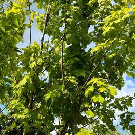 Клен остролистный Принстон Голд (Princeton Gold)