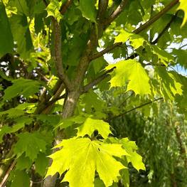 Клен остролистный Принстон Голд (Princeton Gold)