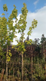 Клен остролистный Принстон Голд (Princeton Gold)