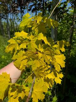 Клен остролистный Принстон Голд (Princeton Gold)